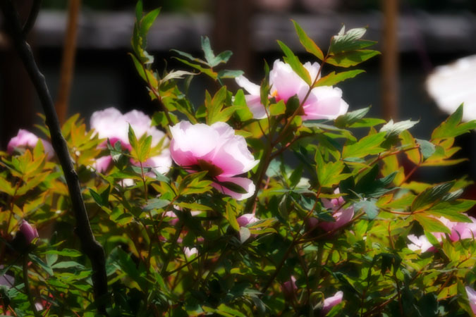 a0263109_17233953.jpg