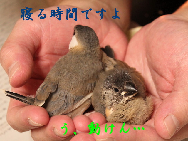 c0365734_2128318.jpg