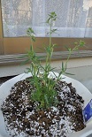 e0041168_09343457.jpg