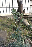 e0041168_09354225.jpg