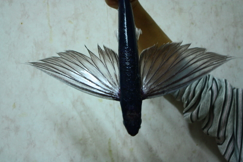 c0204385_17280113.jpg
