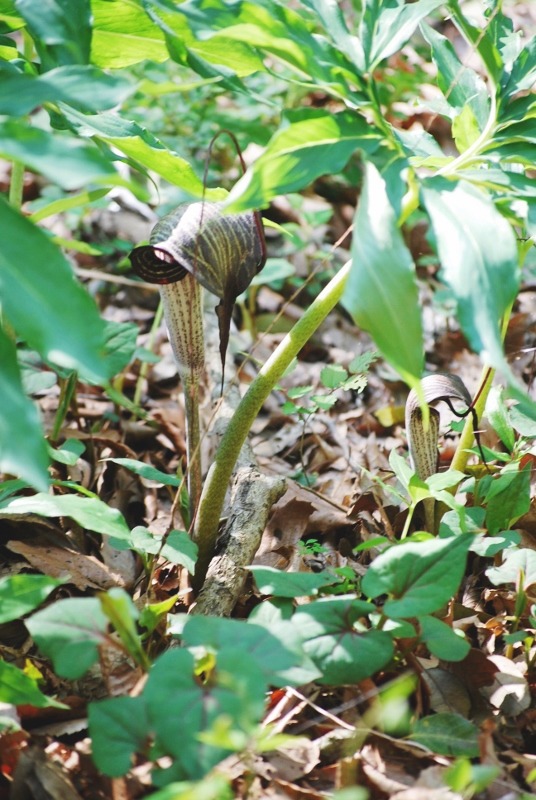 e0025300_20153790.jpg