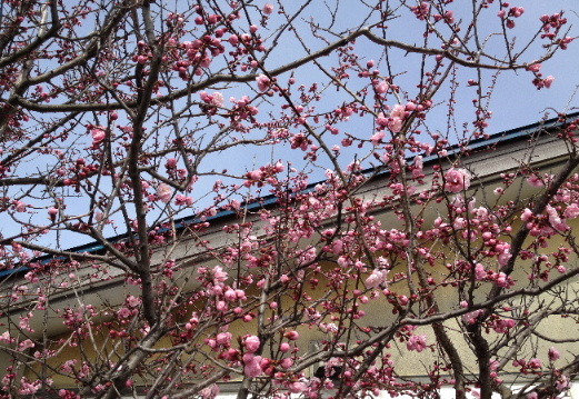 a0337807_19584663.jpg