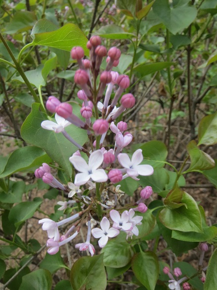 e0201021_22232085.jpg