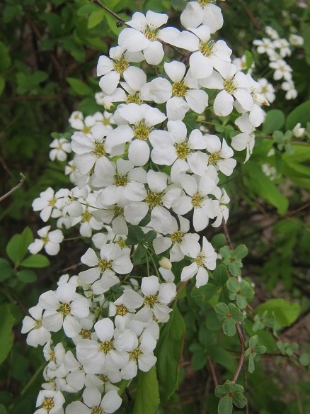 e0201021_22234389.jpg