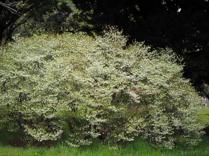 c0133533_2152940.jpg