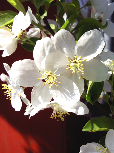 c0039153_1431207.jpg