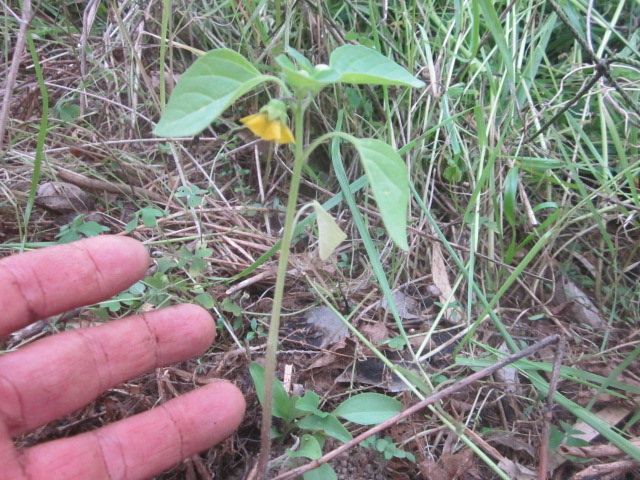 e0181260_21323020.jpg
