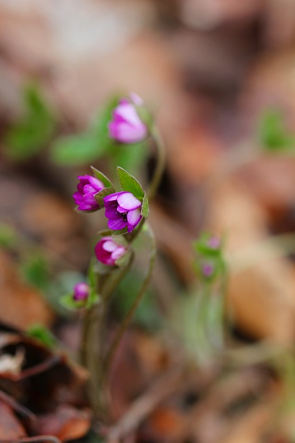 e0121110_2136422.jpg