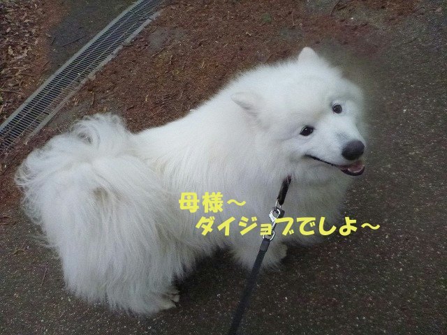 e0176159_12025741.jpg