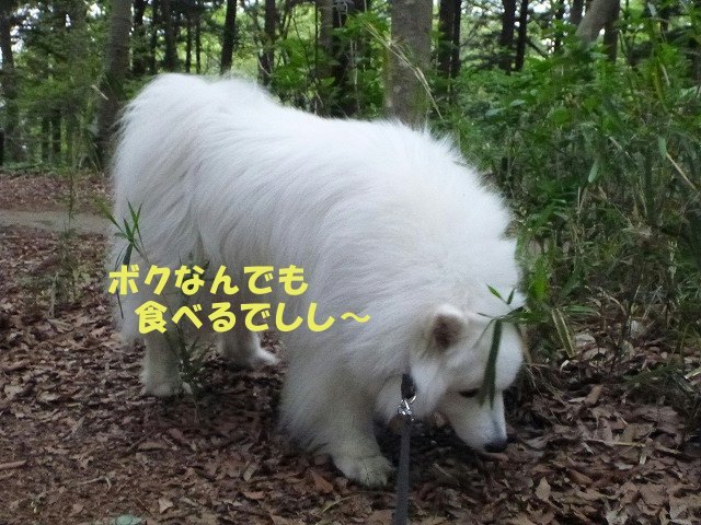 e0176159_12030308.jpg