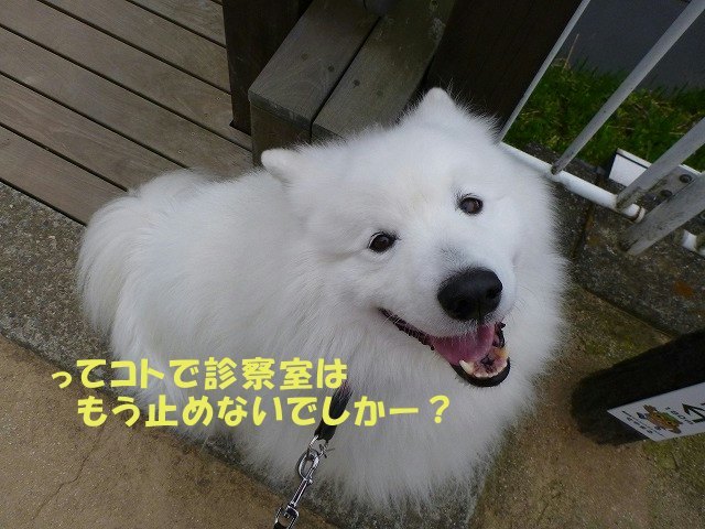 e0176159_12030912.jpg