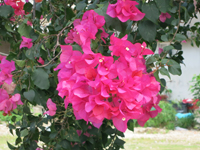 c0117570_167348.jpg