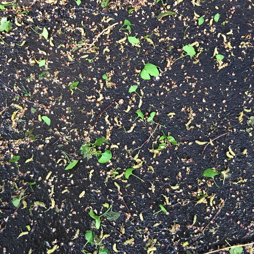 a0326292_15545099.jpg