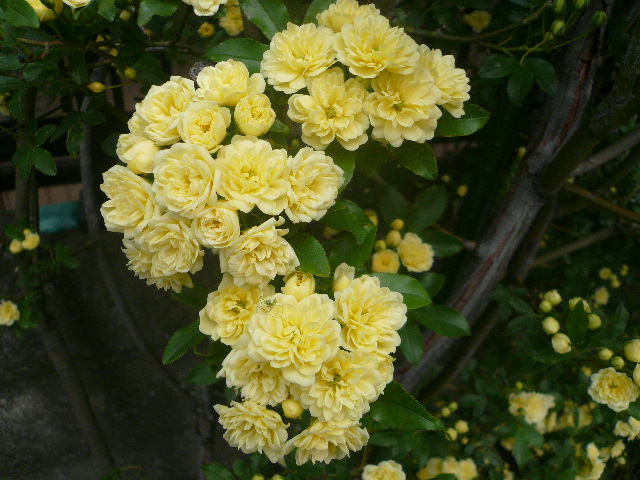 e0026017_9481483.jpg