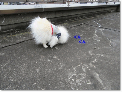 b0167519_1051624.gif