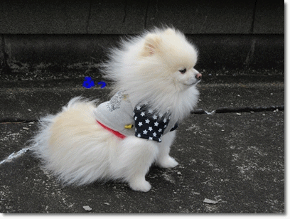 b0167519_105280.gif