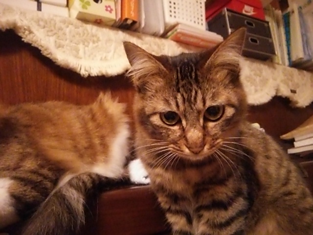 c0150520_15395579.jpg