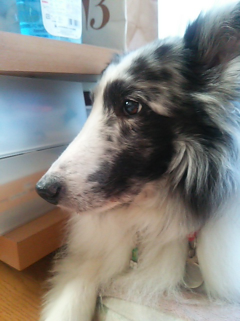 c0150520_15414349.jpg
