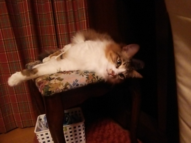 c0150520_1542425.jpg