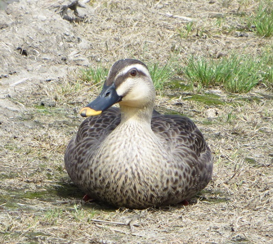 c0280322_16503490.jpg