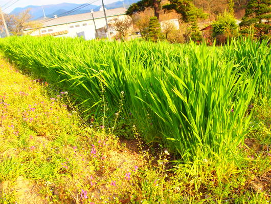 a0206732_20124620.jpg