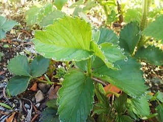 a0272241_1550031.jpg