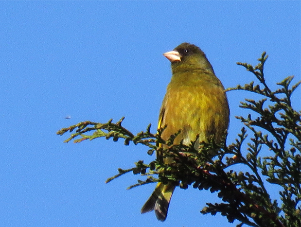 f0214649_1625318.jpg