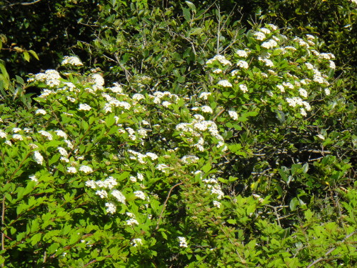 c0179351_23134483.jpg