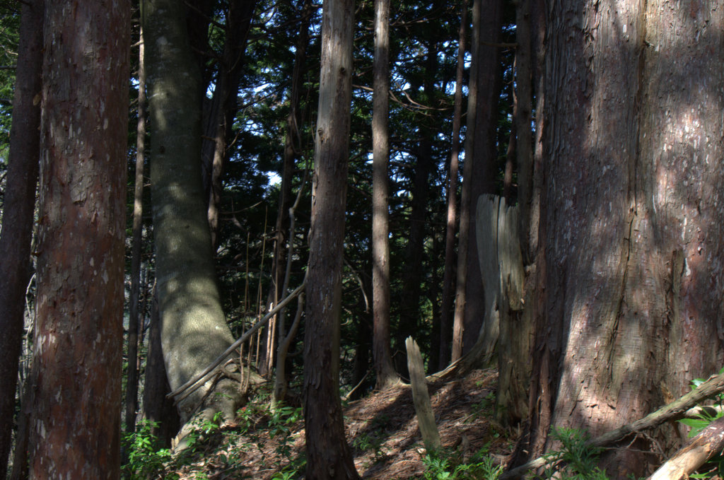 d0098057_10435839.jpg