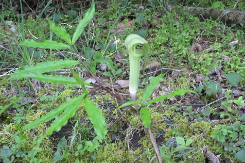 e0201060_20085447.jpeg