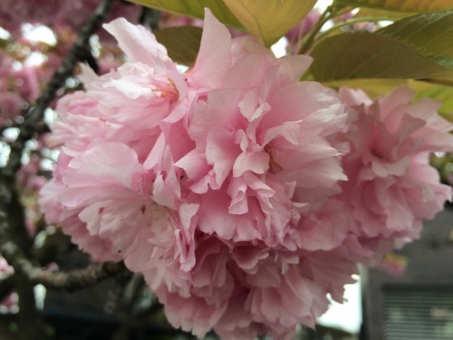 f0201297_12020391.jpg