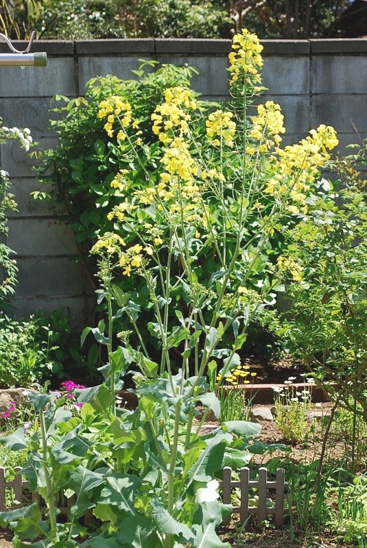 e0025300_1555277.jpg