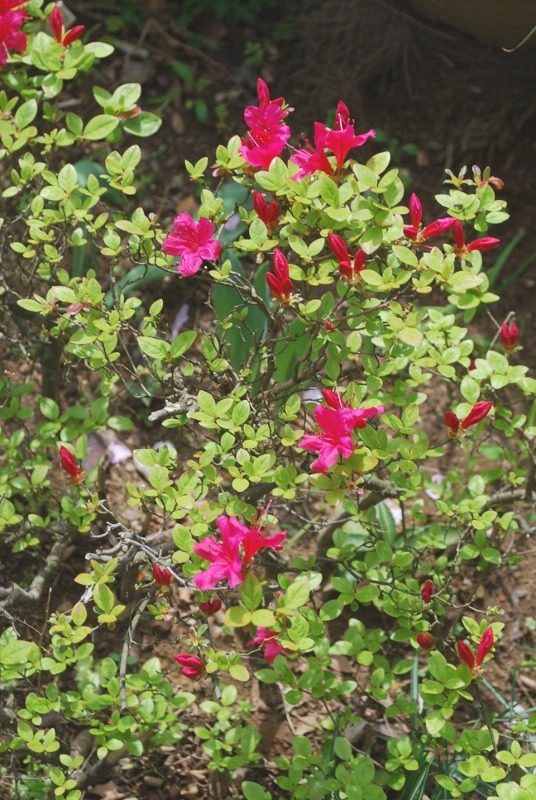 e0025300_1561186.jpg