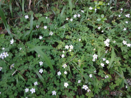 c0265521_2125196.jpg
