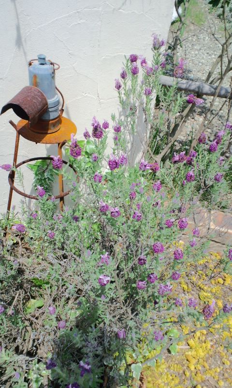 e0050324_1311420.jpg