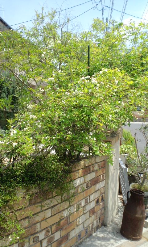 e0050324_1311473.jpg