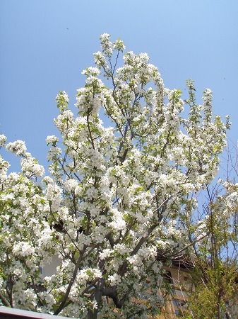 c0327752_14235385.jpg
