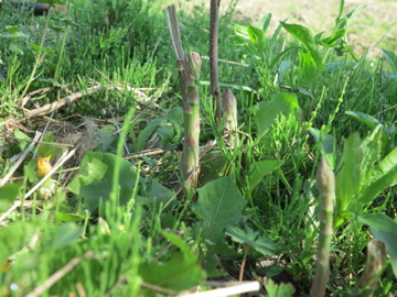 e0274772_9171120.jpg