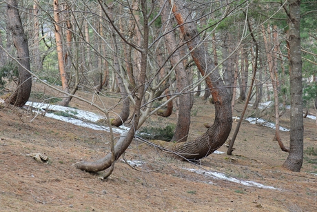c0283778_1131518.jpg