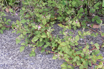 c0152779_915417.jpg