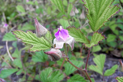 c0152779_9155137.jpg