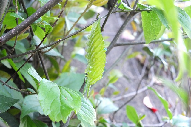 e0070891_17522137.jpg