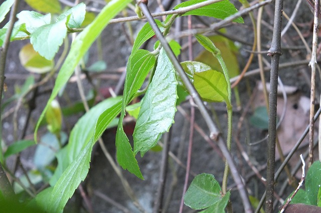 e0070891_17592090.jpg