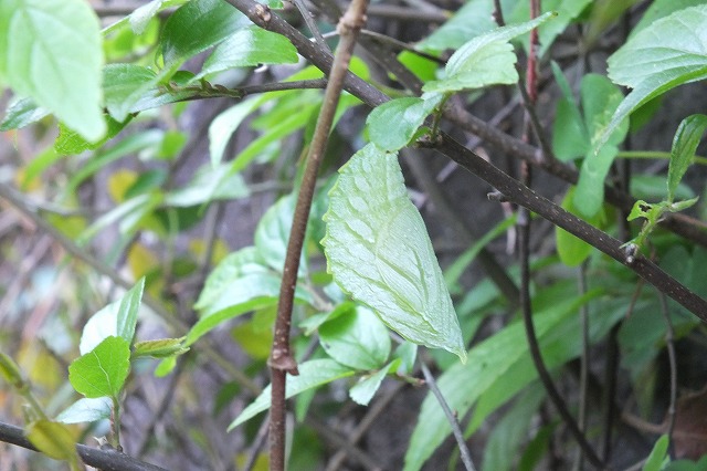 e0070891_17592761.jpg
