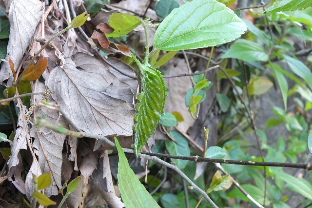 e0070891_1812277.jpg