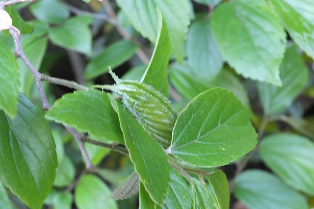 e0070891_1812927.jpg