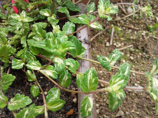 f0228619_217332.jpg