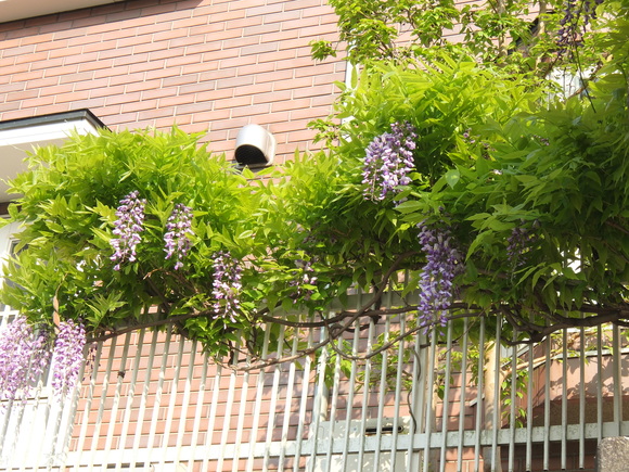 d0195623_11364139.jpg