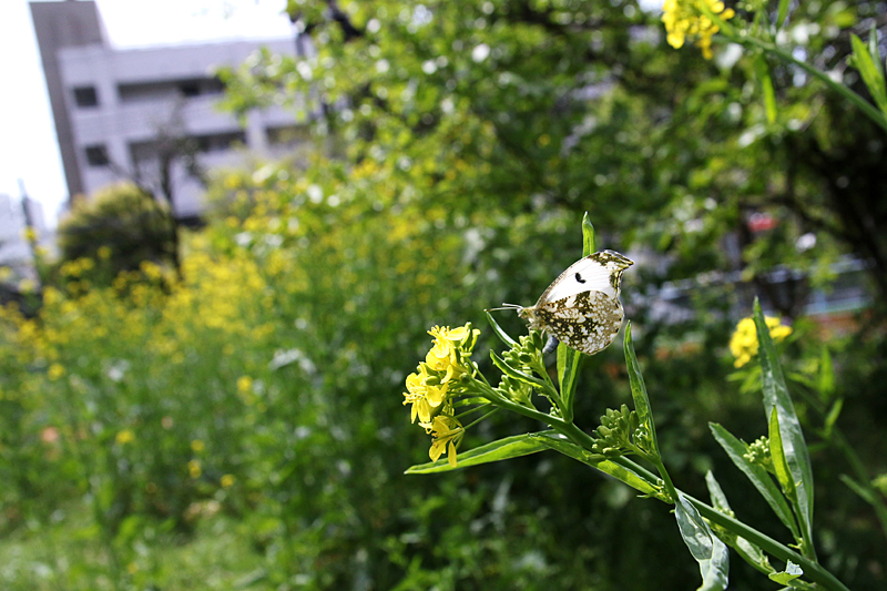 d0054625_21265592.jpg